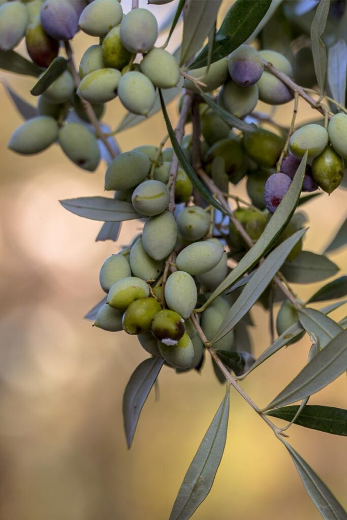 albero-di-ulivo-leccino